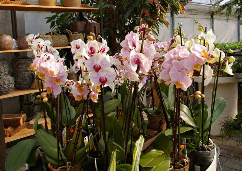Schnittblumen