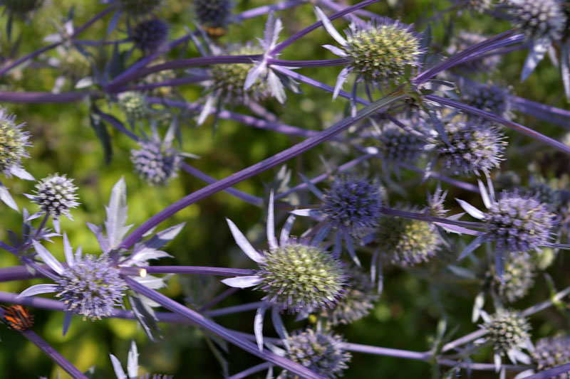 Gartenbau Golda in Rehfeld bei Falkenberg