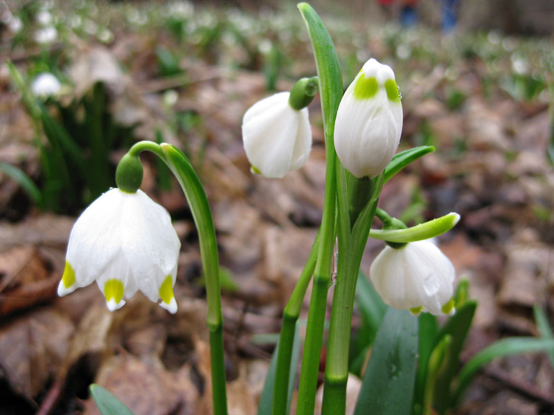 Gartenbau Golda in Rehfeld bei Falkenberg