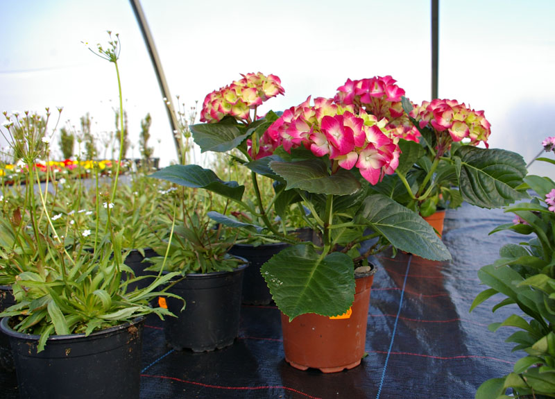 Gartenbau Golda in Rehfeld bei Falkenberg